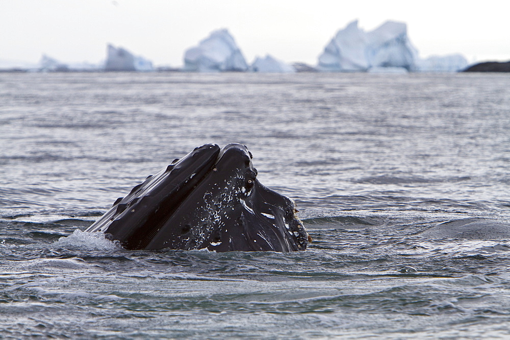 Humpback whale (Megaptera novaeangliae) calf breaching near the Antarctic Peninsula, Antarctica, Southern Ocean