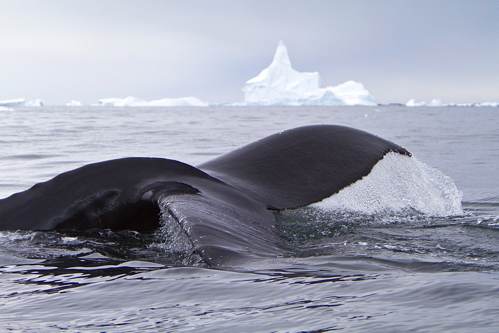 Humpback whale (Megaptera novaeangliae) calf breaching near the Antarctic Peninsula, Antarctica, Southern Ocean