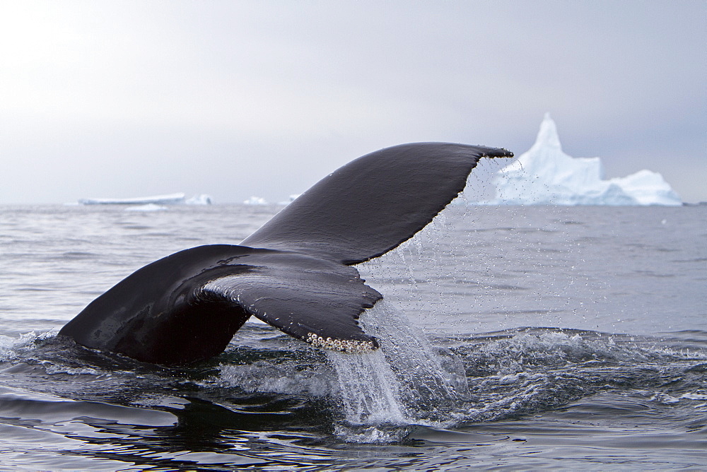 Humpback whale (Megaptera novaeangliae) flukes-up dive near the Antarctic Peninsula, Antarctica, Southern Ocean