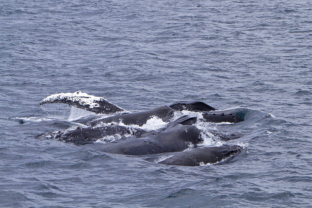 Adult humpback whale (Megaptera novaeangliae) surface lunge-feeding on krill near the Antarctic Peninsula, Antarctica, Southern Ocean