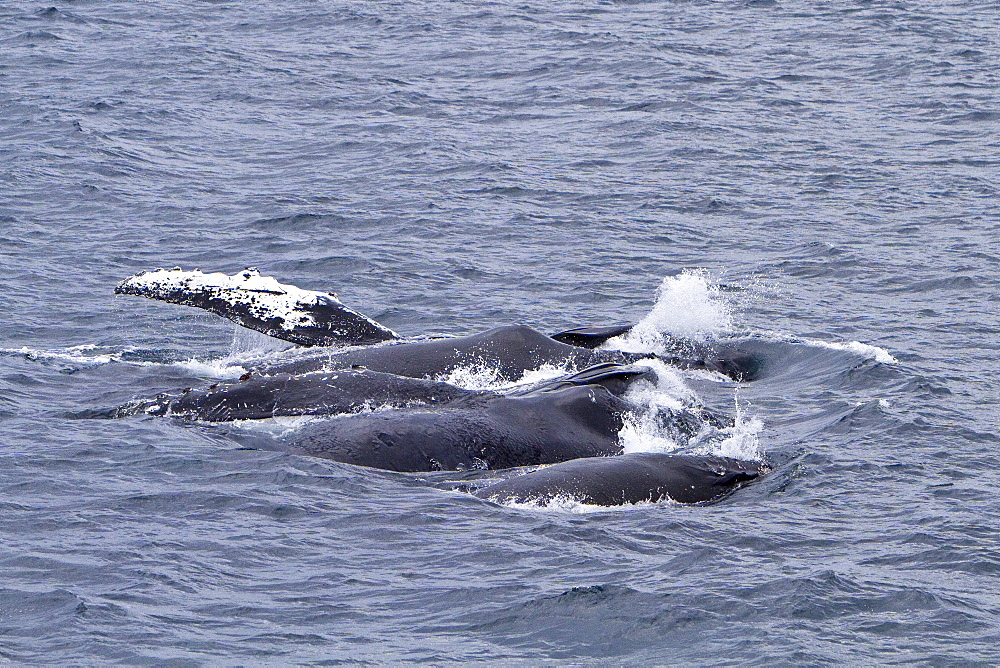 Adult humpback whale (Megaptera novaeangliae) surface lunge-feeding on krill near the Antarctic Peninsula, Antarctica, Southern Ocean