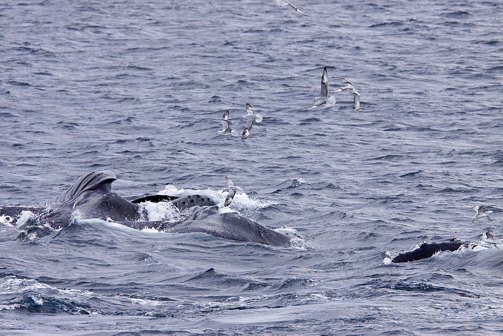 Adult humpback whale (Megaptera novaeangliae) surface lunge-feeding on krill near the Antarctic Peninsula, Antarctica, Southern Ocean