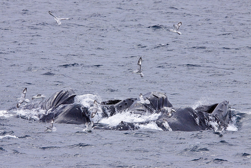 Adult humpback whale (Megaptera novaeangliae) surface lunge-feeding on krill near the Antarctic Peninsula, Antarctica, Southern Ocean