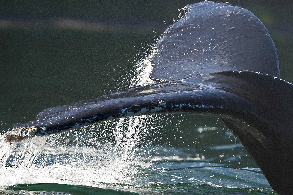 Adult humpback whale (Megaptera novaeangliae) fluke-up dive in the middle of a group of bubble-net feeding humpback whales. Chatham Strait in Southestern Alaska, USA. Pacific Ocean.