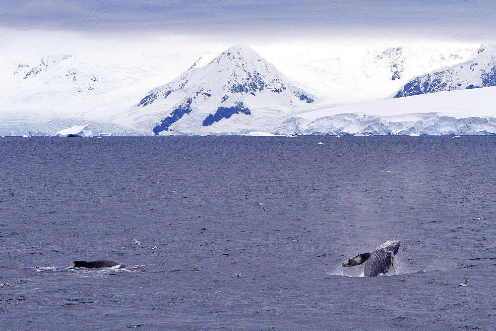 Humpback whale (Megaptera novaeangliae) surfacing near the Antarctic Peninsula, Antarctica, Southern Ocean