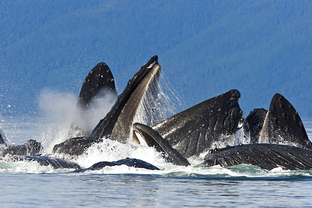 A group of adult humpback whales (Megaptera novaeangliae) co-operatively "bubble-net" feeding along the west side of Chatham Strait in Southeast Alaska, USA