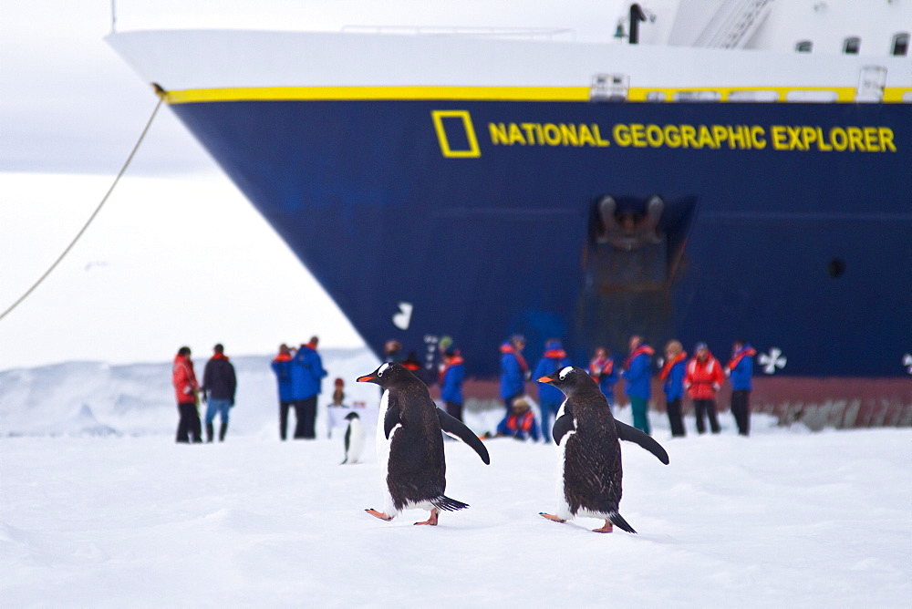 The Lindblad Expedition Ship National Geographic Explorer operating in Antarctica in the summer months.