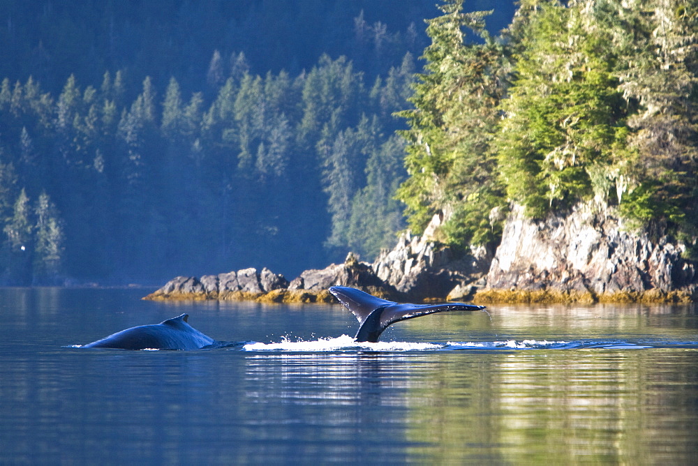 Two adult humpback whales (Megaptera novaeangliae) diving in Windham Bay in Southeast Alaska, USA. Pacific Ocean.