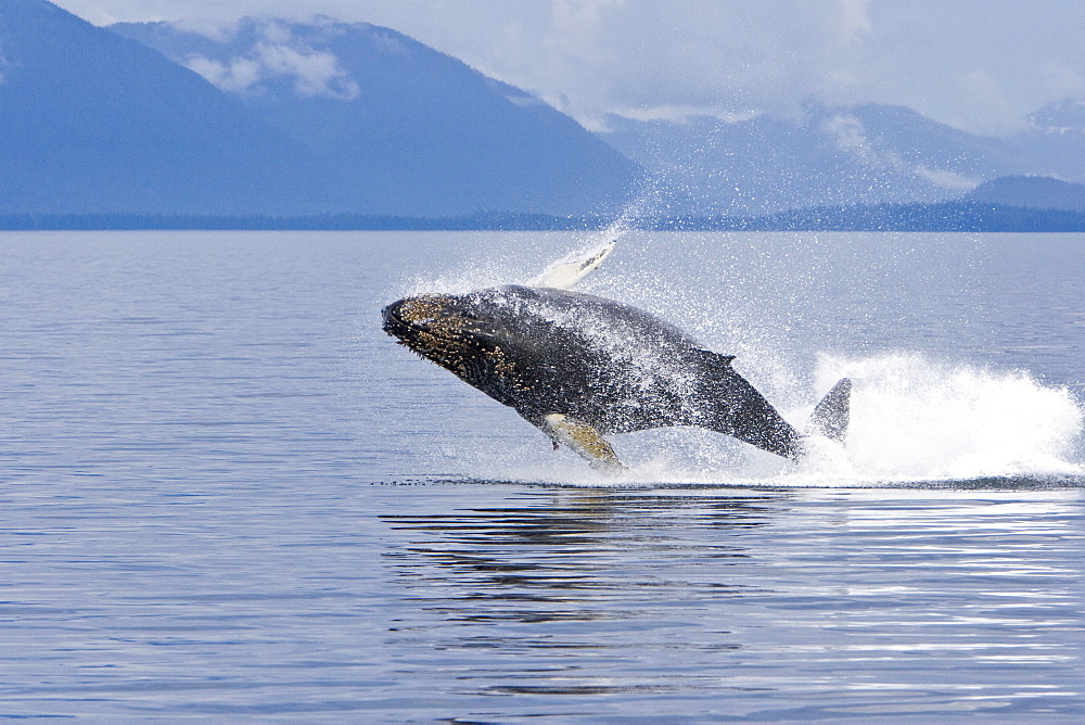 Humpback whale calf (Megaptera novaeangliae) breaching in south Frederick Sound, Southeast Alaska, USA. Pacific Ocean. Note the high number of barnacles on this calf's head and rostrum.