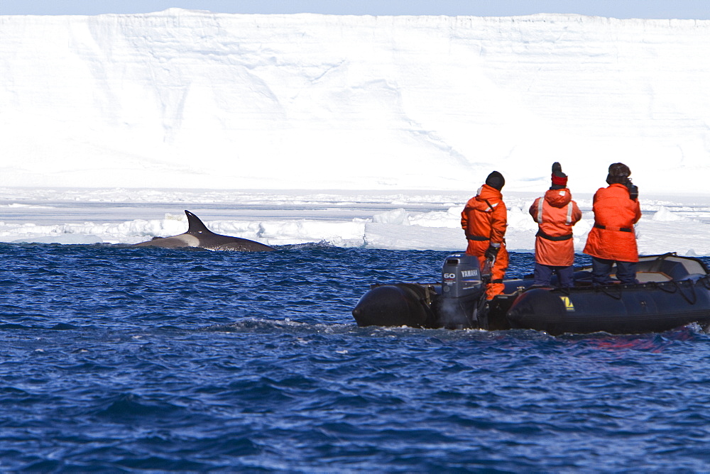 A small pod of 8 Type B killer whales (Orcinus nanus) in pack ice near Snow Hill Island Island, Weddell Sea, Antarctica, Southern Ocean