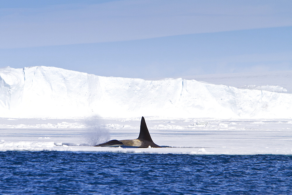 A small pod of 8 Type B killer whales (Orcinus nanus) in pack ice near Snow Hill Island Island, Weddell Sea, Antarctica, Southern Ocean