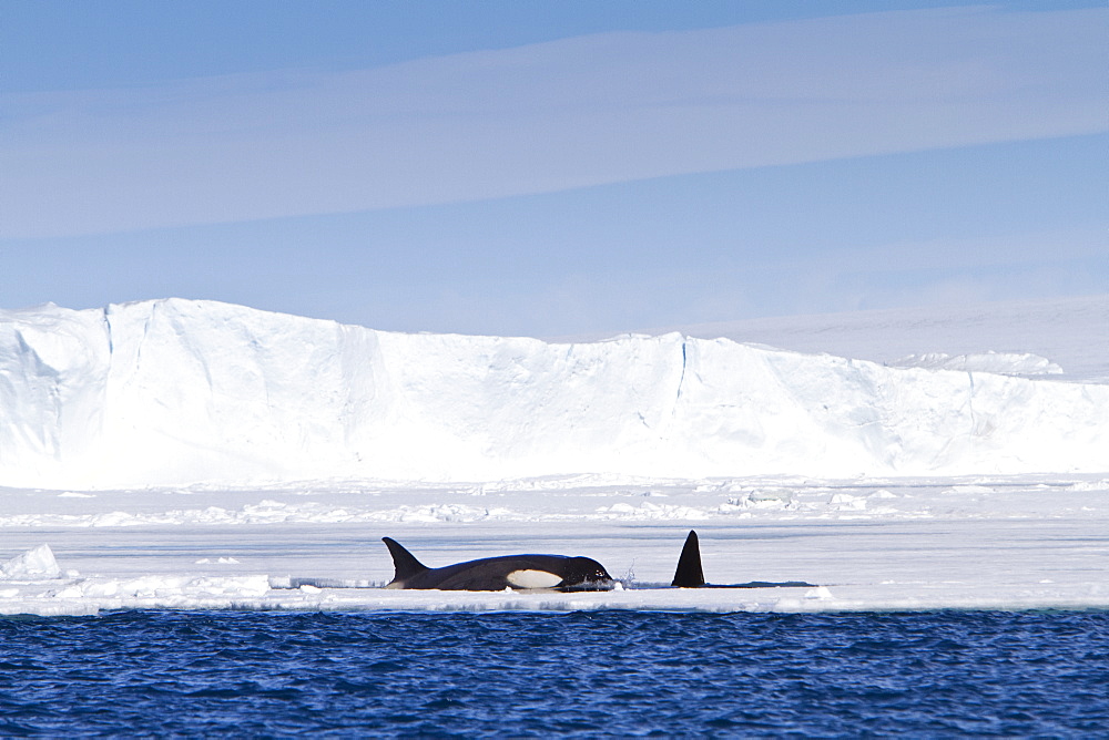 A small pod of 8 Type B killer whales (Orcinus nanus) in pack ice near Snow Hill Island Island, Weddell Sea, Antarctica, Southern Ocean