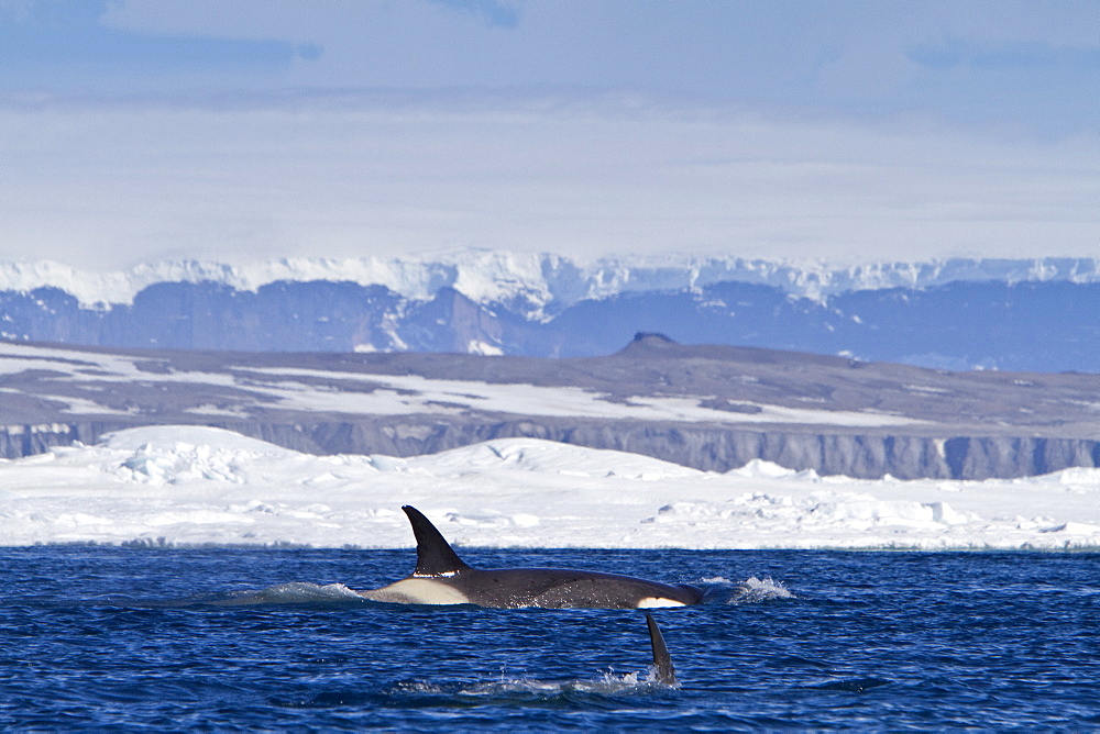 A small pod of 8 Type B killer whales (Orcinus nanus) in pack ice near Snow Hill Island Island, Weddell Sea, Antarctica, Southern Ocean