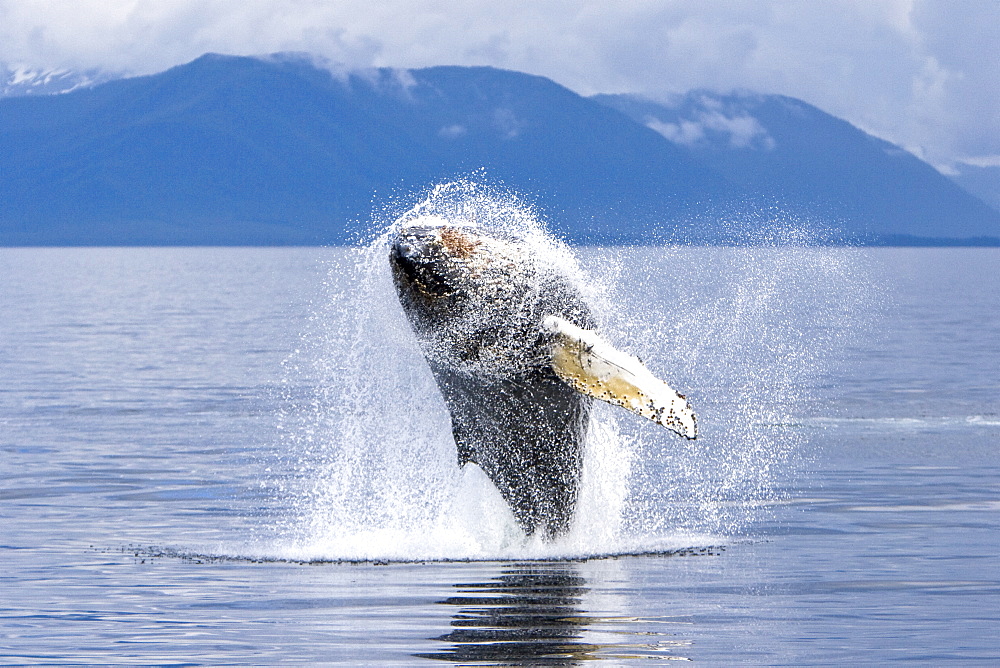 Humpback whale calf (Megaptera novaeangliae) breaching in south Frederick Sound, Southeast Alaska, USA. Pacific Ocean. Note the high number of barnacles on this calf's head and rostrum.