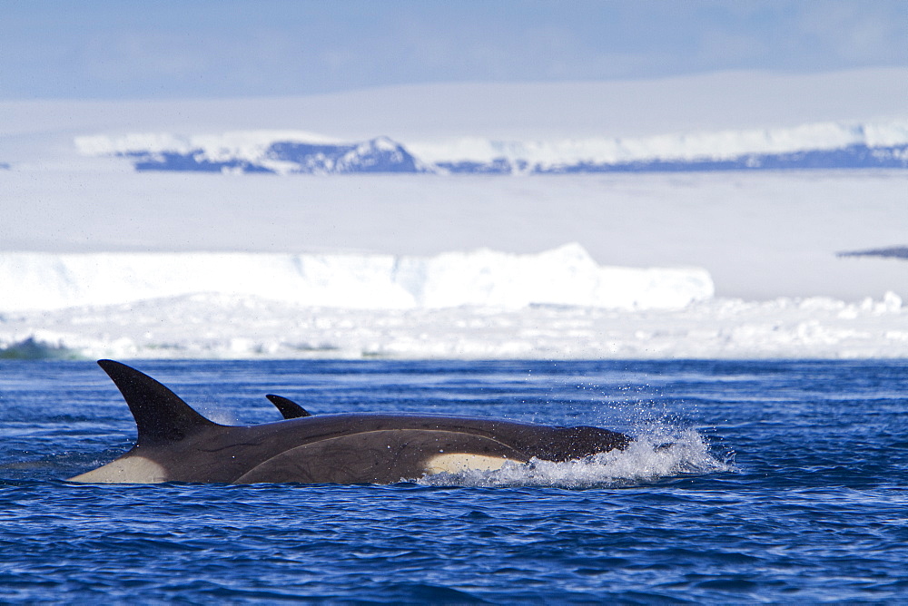 A small pod of 8 Type B killer whales (Orcinus nanus) in pack ice near Snow Hill Island Island, Weddell Sea, Antarctica, Southern Ocean