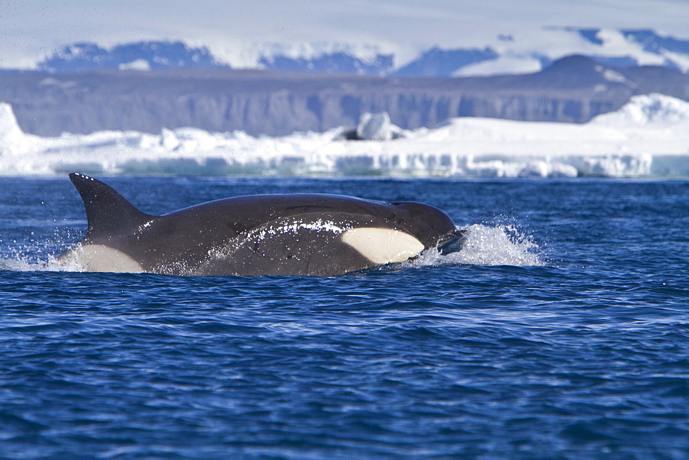 A small pod of 8 Type B killer whales (Orcinus nanus) in pack ice near Snow Hill Island Island, Weddell Sea, Antarctica, Southern Ocean