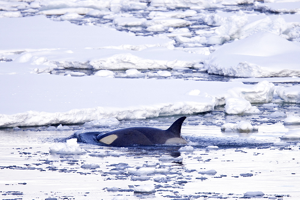 A small pod of 6 to 8 Type B killer whales (Orcinus nanus) in dense first year sea ice south of the Antarctic Circle near Adelaide Island, Gullet, Antarctica, Southern Ocean