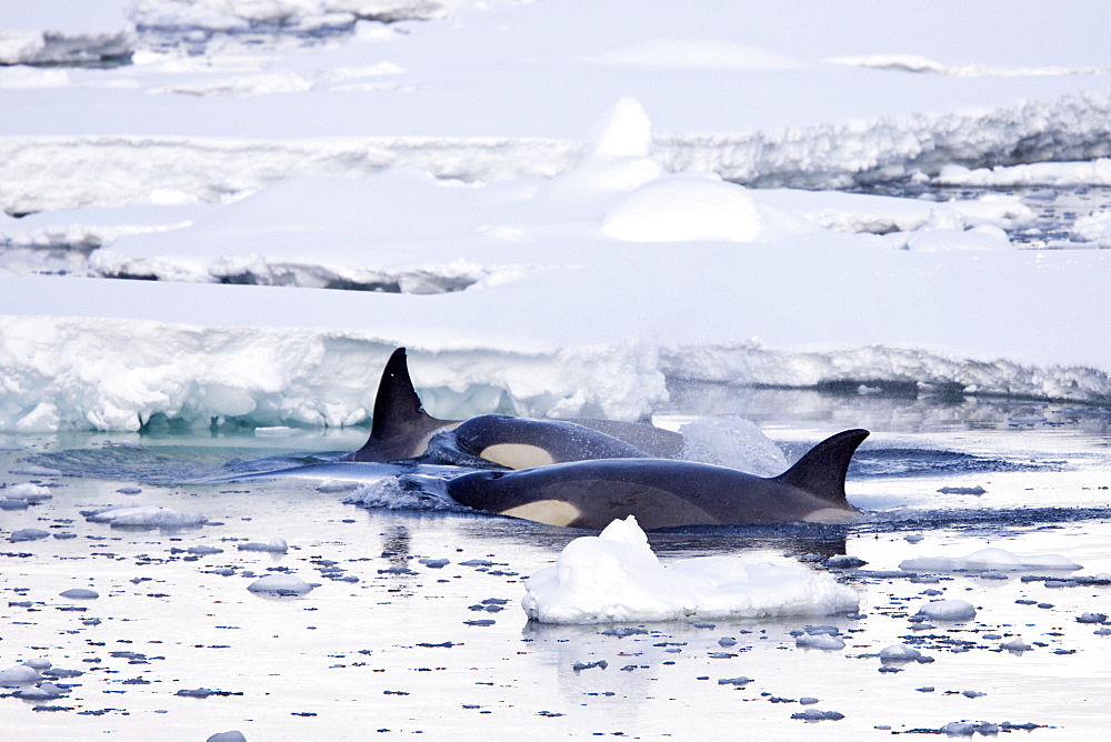 A small pod of 6 to 8 Type B killer whales (Orcinus nanus) in dense first year sea ice south of the Antarctic Circle near Adelaide Island, Antarctica, Southern Ocean.