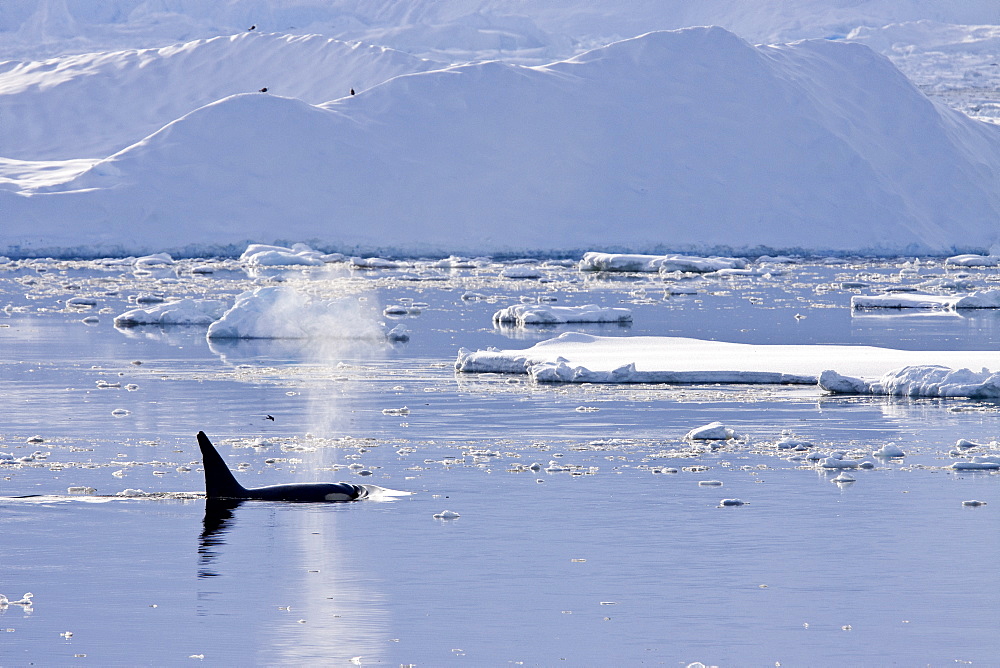 A small pod of 6 to 8 Type B killer whales (Orcinus nanus) in dense first year sea ice south of the Antarctic Circle near Adelaide Island, Gullet, Antarctica, Southern Ocean