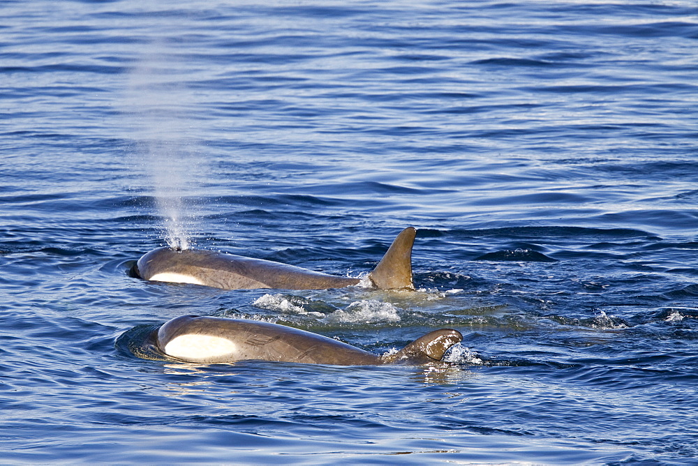 A large pod of 25 to 45 Type B killer whales (Orcinus nanus) in Paradise Bay, Antarctica, Southern Ocean