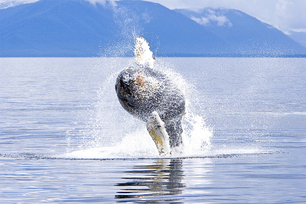 Humpback whale calf (Megaptera novaeangliae) breaching in south Frederick Sound, Southeast Alaska, USA. Pacific Ocean. Note the high number of barnacles on this calf's head and rostrum.