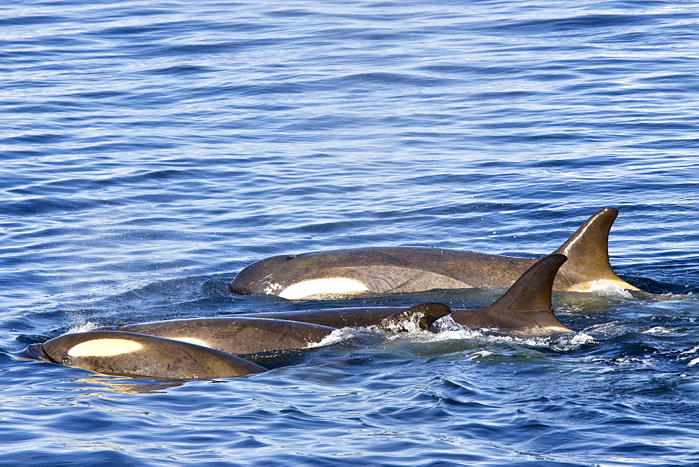 A large pod of 25 to 45 Type B killer whales (Orcinus nanus) in Paradise Bay, Antarctica, Southern Ocean