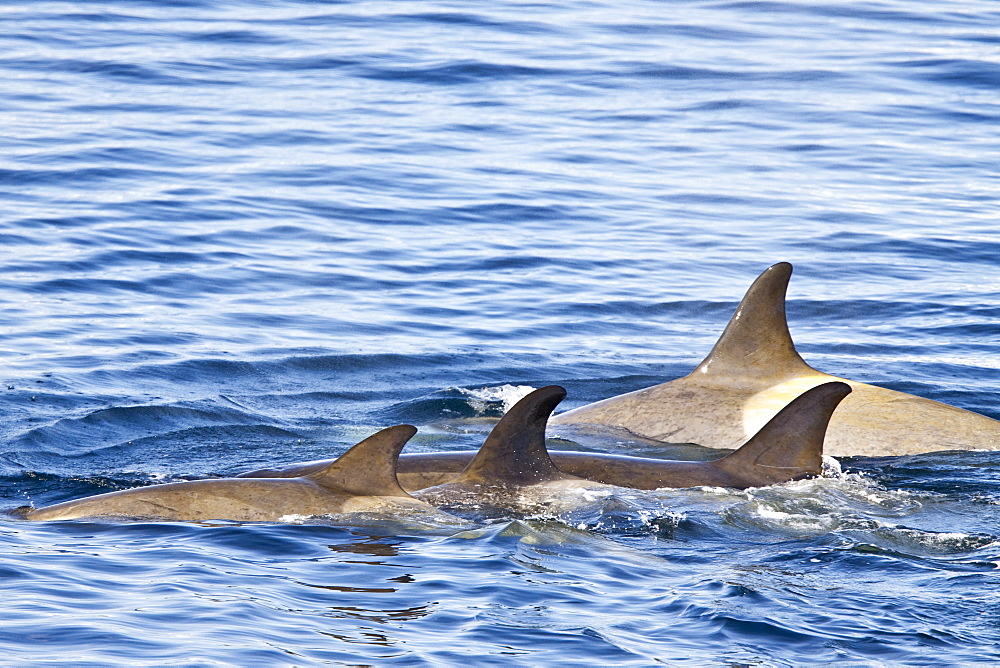 A large pod of 25 to 45 Type B killer whales (Orcinus nanus) in Paradise Bay, Antarctica, Southern Ocean