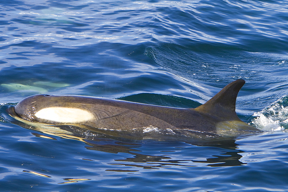 A large pod of 25 to 45 Type B killer whales (Orcinus nanus) in Paradise Bay, Antarctica, Southern Ocean