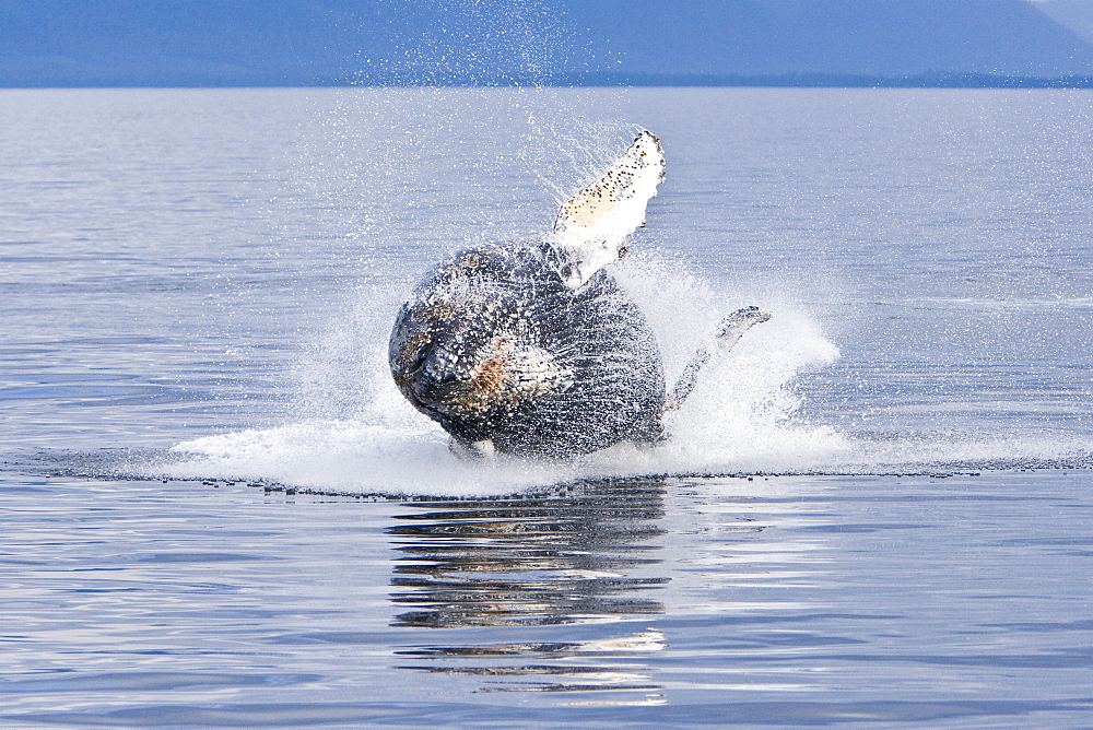 Humpback whale calf (Megaptera novaeangliae) breaching in south Frederick Sound, Southeast Alaska, USA. Pacific Ocean. Note the high number of barnacles on this calf's head and rostrum.