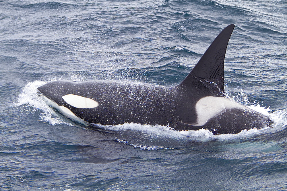 A small pod of about 10 killer whales (Orcinus orca) in the Gerlache Strait near the Antarctic Peninsula, Antarctica, Southern Ocean