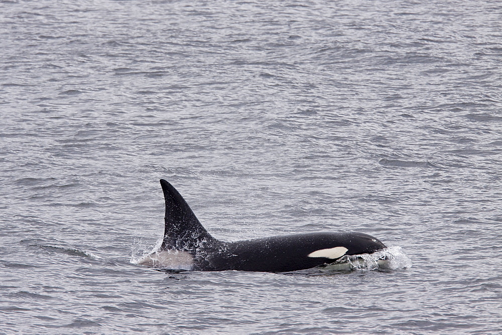 A small pod of at least 2 adult bull killer whales (Orcinus orca)  near Cape Horn, South America