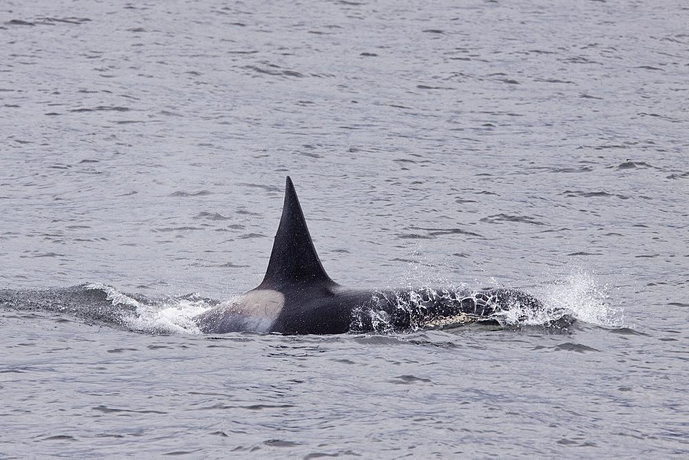 A small pod of at least 2 adult bull killer whales (Orcinus orca)  near Cape Horn, South America