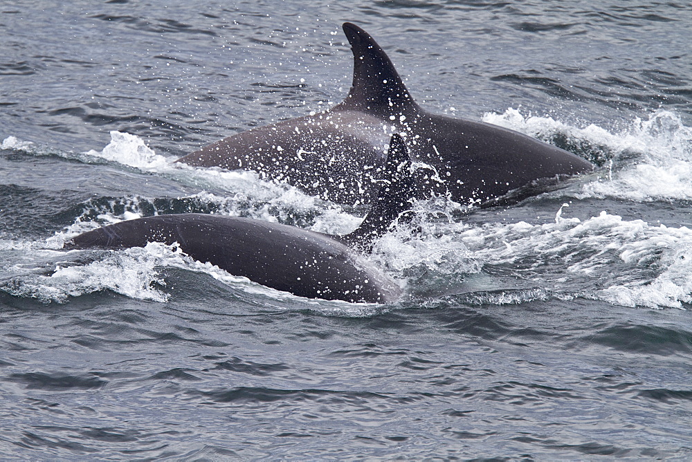 A small pod of 6 killer whales (Orcinus orca) near Cape Horn, South America