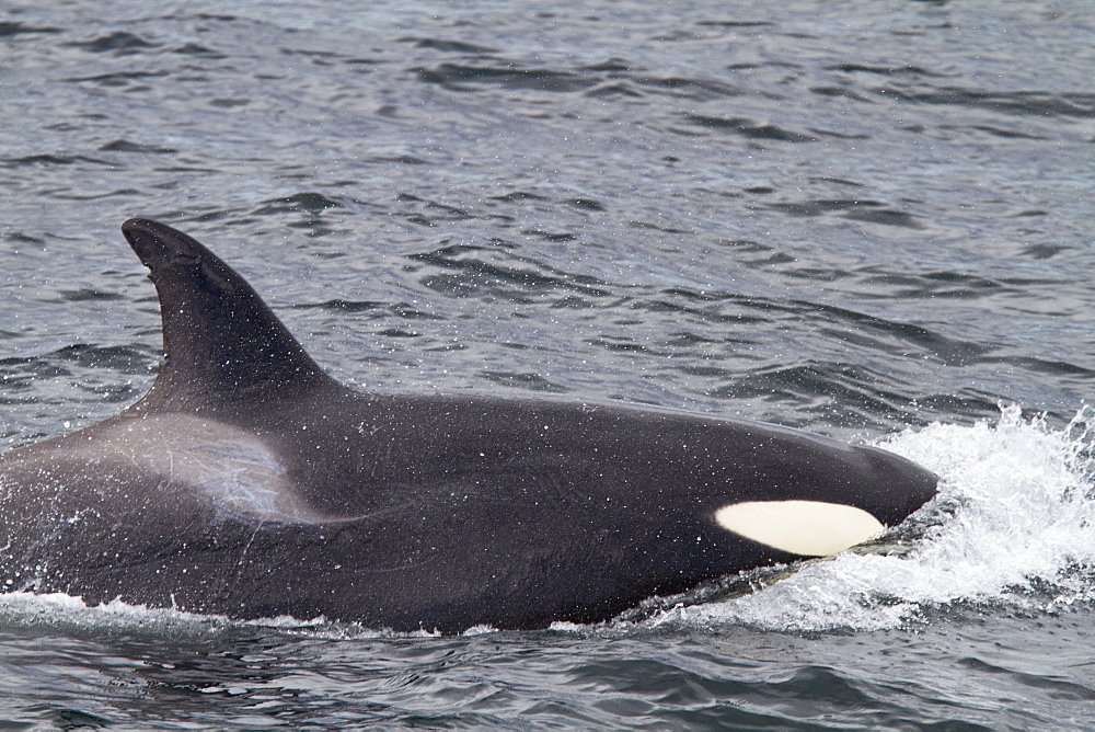 A small pod of 6 killer whales (Orcinus orca) near Cape Horn, South America