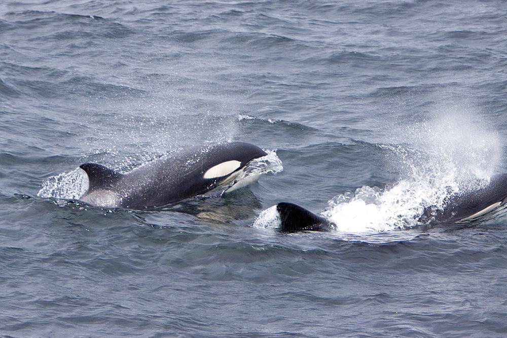 A small pod of 6 killer whales (Orcinus orca) near Cape Horn, South America