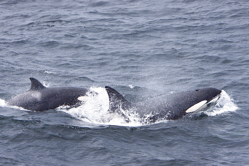 A small pod of 6 killer whales (Orcinus orca) near Cape Horn, South America