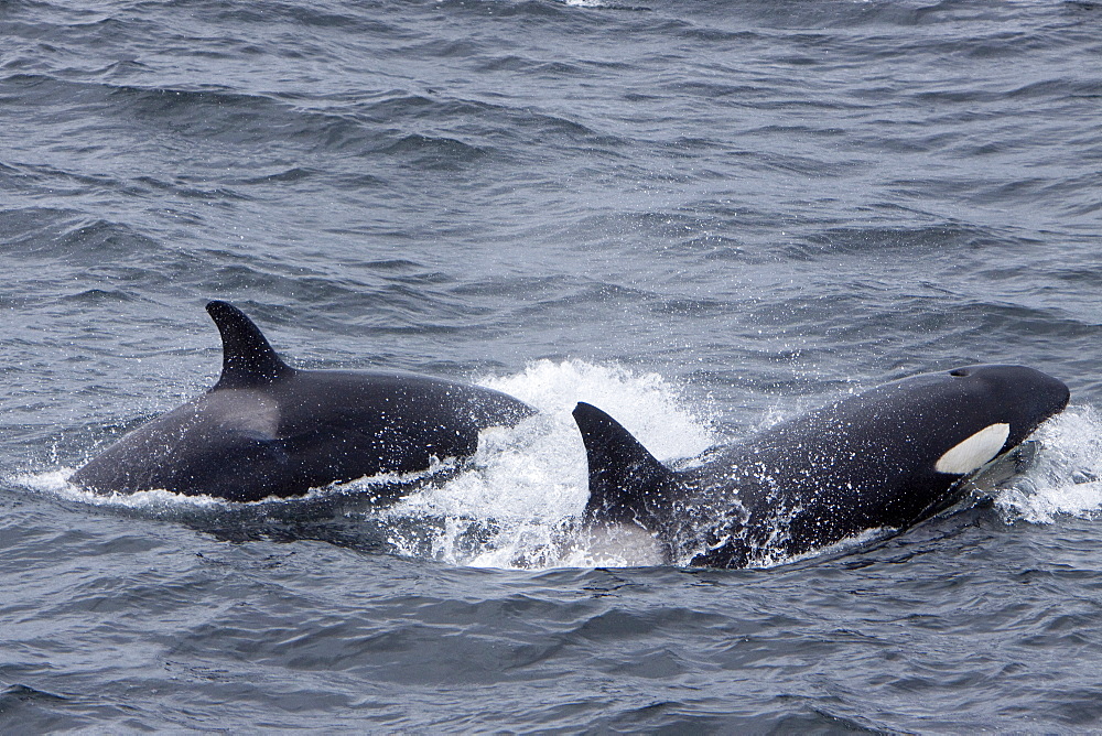 A small pod of 6 killer whales (Orcinus orca) near Cape Horn, South America