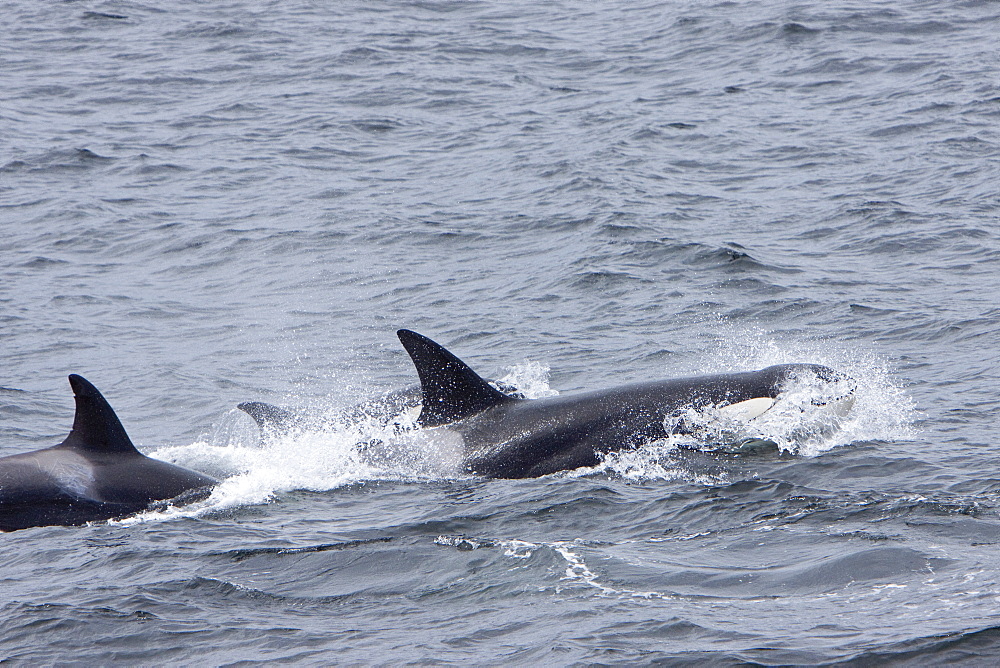 A small pod of 6 killer whales (Orcinus orca) near Cape Horn, South America