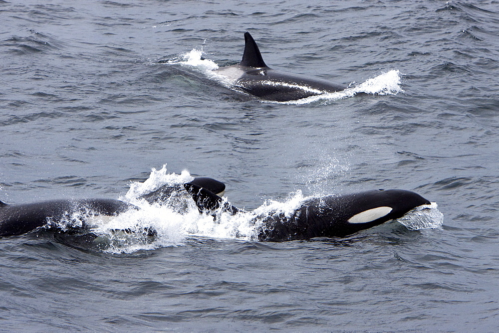 A small pod of 6 killer whales (Orcinus orca) near Cape Horn, South America