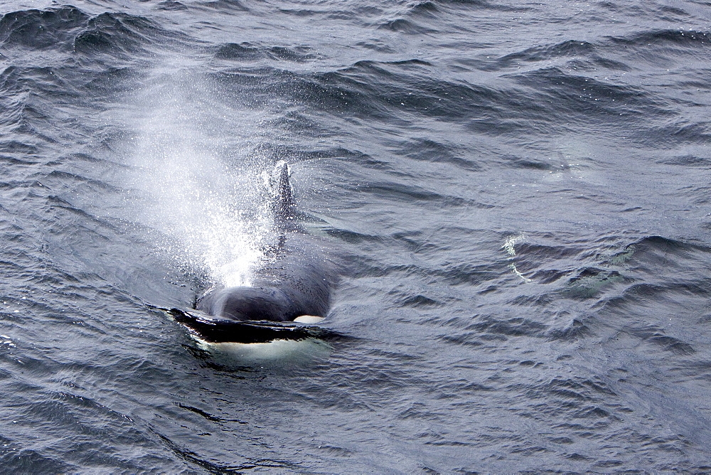 A small pod of 6 killer whales (Orcinus orca) near Cape Horn, South America