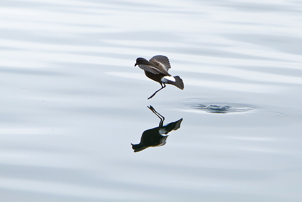 Wilson's storm-petrel (Oceanites oceanicus) daintily feeding in the calm waters of Neko Harbour on the Antarctic Peninsula