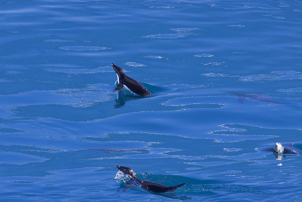 Adelie penguin (Pygoscelis adeliae) porpoising for speed near the Antarctic Peninsula, Antarctica. 