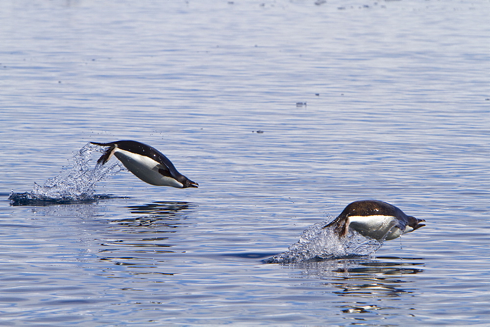 Adelie penguin (Pygoscelis adeliae) porpoising for speed near the Antarctic Peninsula, Antarctica. 