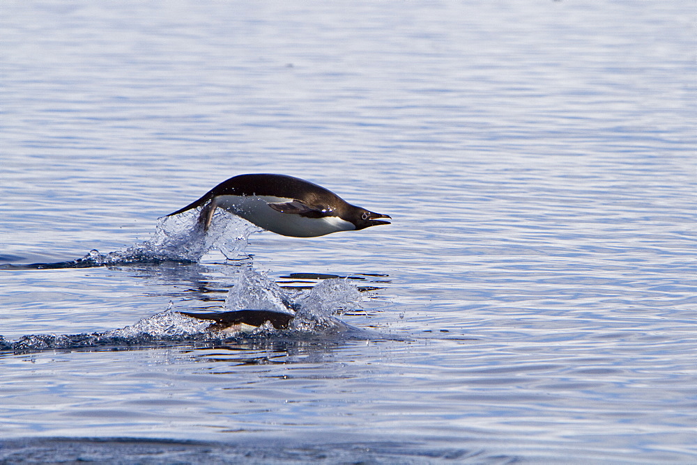 Adelie penguin (Pygoscelis adeliae) porpoising for speed near the Antarctic Peninsula, Antarctica. 