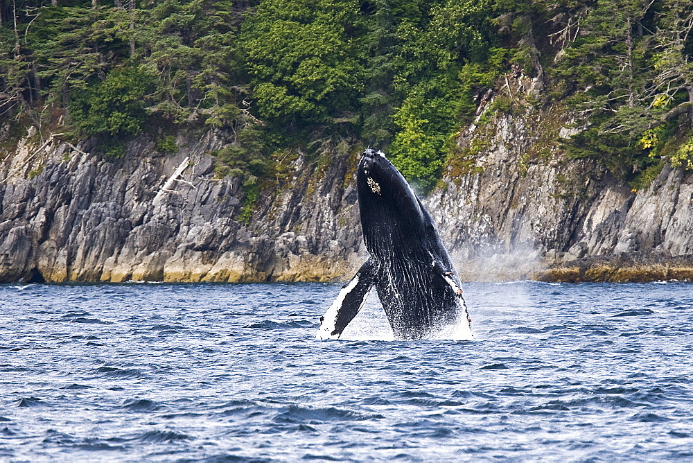 Adult humpback whale (Megaptera novaeangliae) breaching and head-lunging along the eastern shore of Chichagof Island in Southeastern Alaska, USA