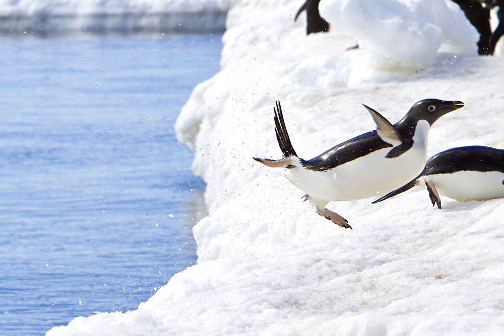 Adelie penguin (Pygoscelis adeliae) near the Antarctic Peninsula, Antarctica. 