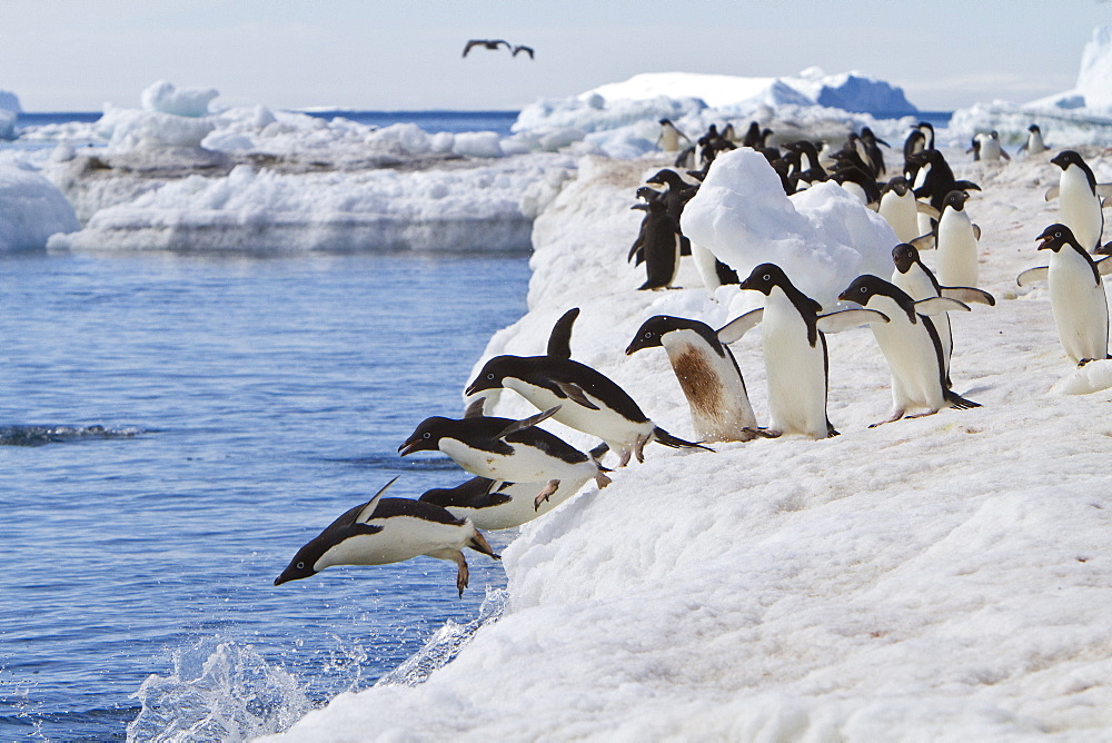 Adelie penguin (Pygoscelis adeliae) near the Antarctic Peninsula, Antarctica.