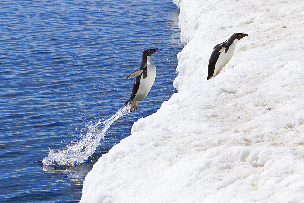 Adelie penguin (Pygoscelis adeliae) near the Antarctic Peninsula, Antarctica. 