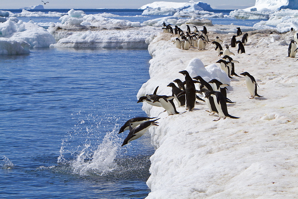 Adelie penguin (Pygoscelis adeliae) near the Antarctic Peninsula, Antarctica. 