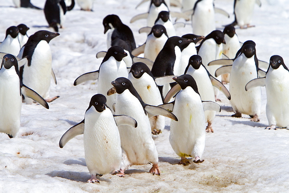 Adelie penguin (Pygoscelis adeliae) near the Antarctic Peninsula, Antarctica.